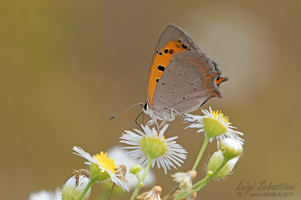 Lycaena phlaeas